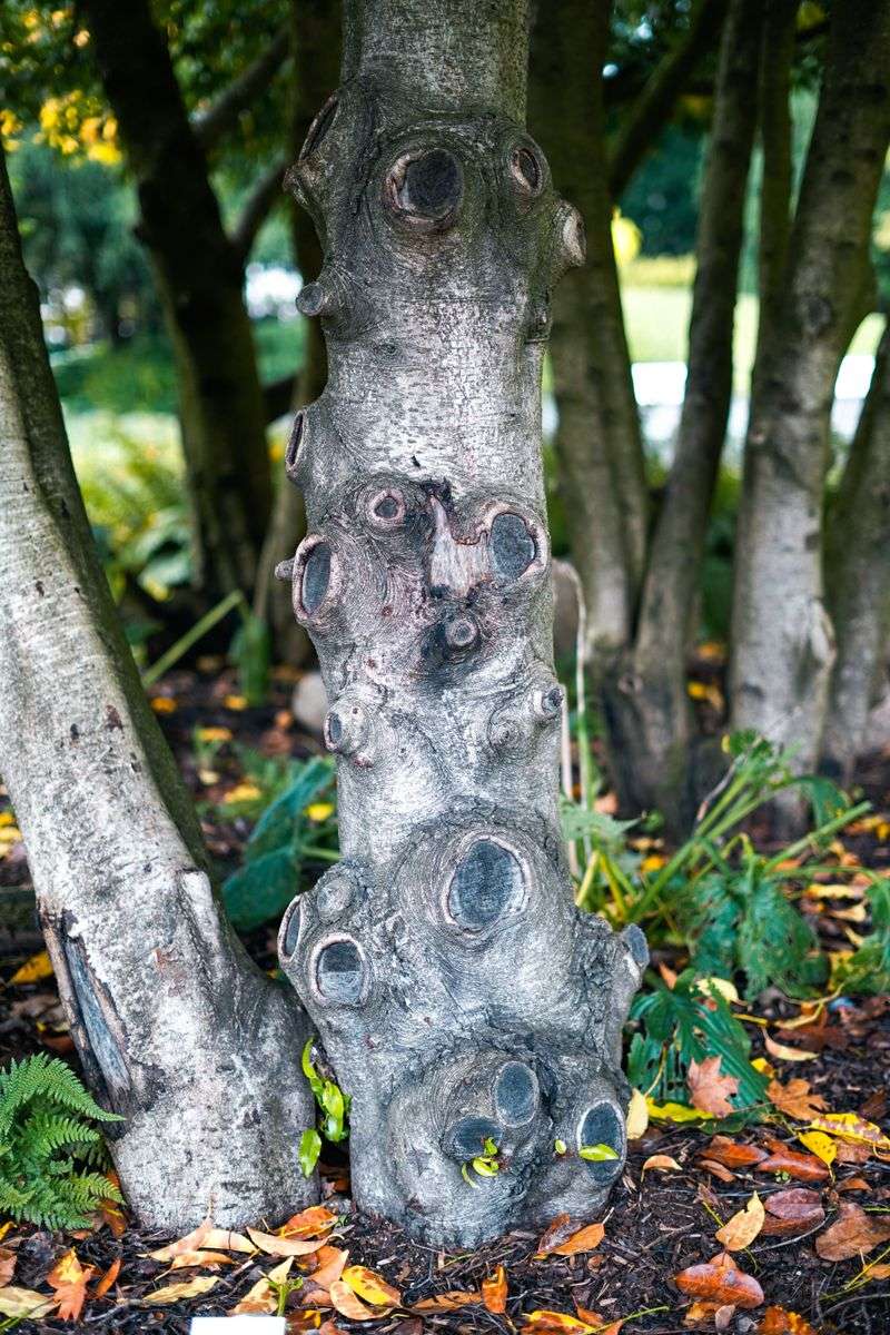 October Clues Hiding On The Trunk October Clues Hiding On The Trunk