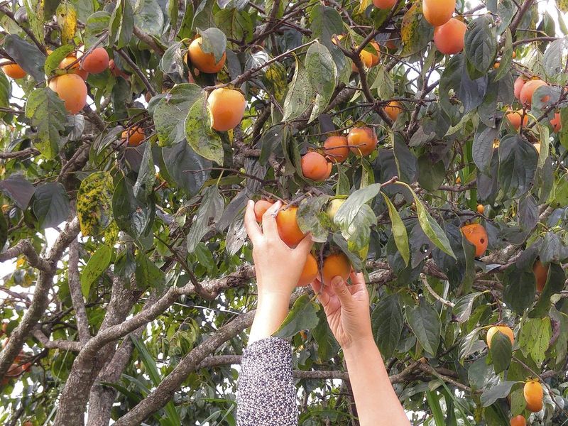 October Into November Brings Your Main Harvest Window October Into November Brings Your Main Harvest Window