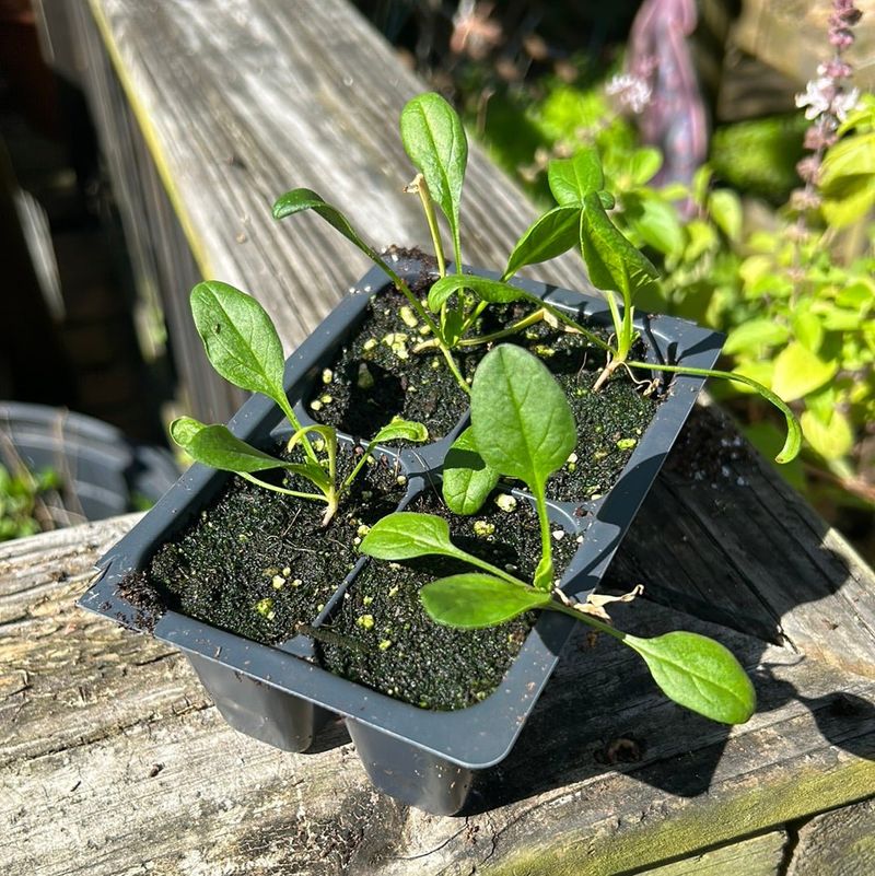 October Is A Good Time To Start Spinach In Many Areas October Is A Good Time To Start Spinach In Many Areas