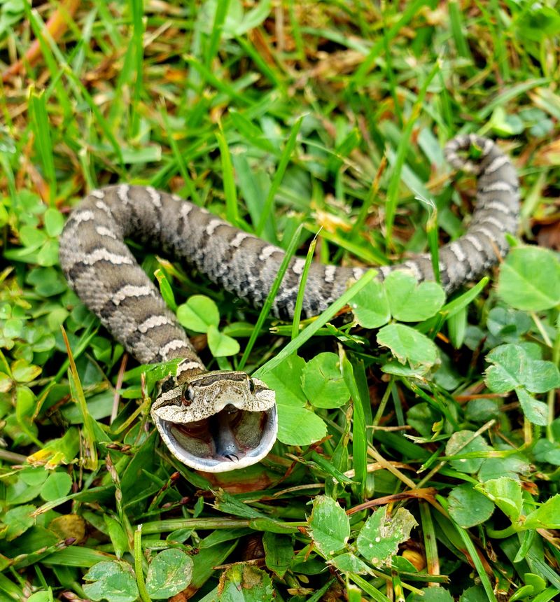 October Is A Peak Activity Month For Eastern Hognose Snakes October Is A Peak Activity Month For Eastern Hognose Snakes