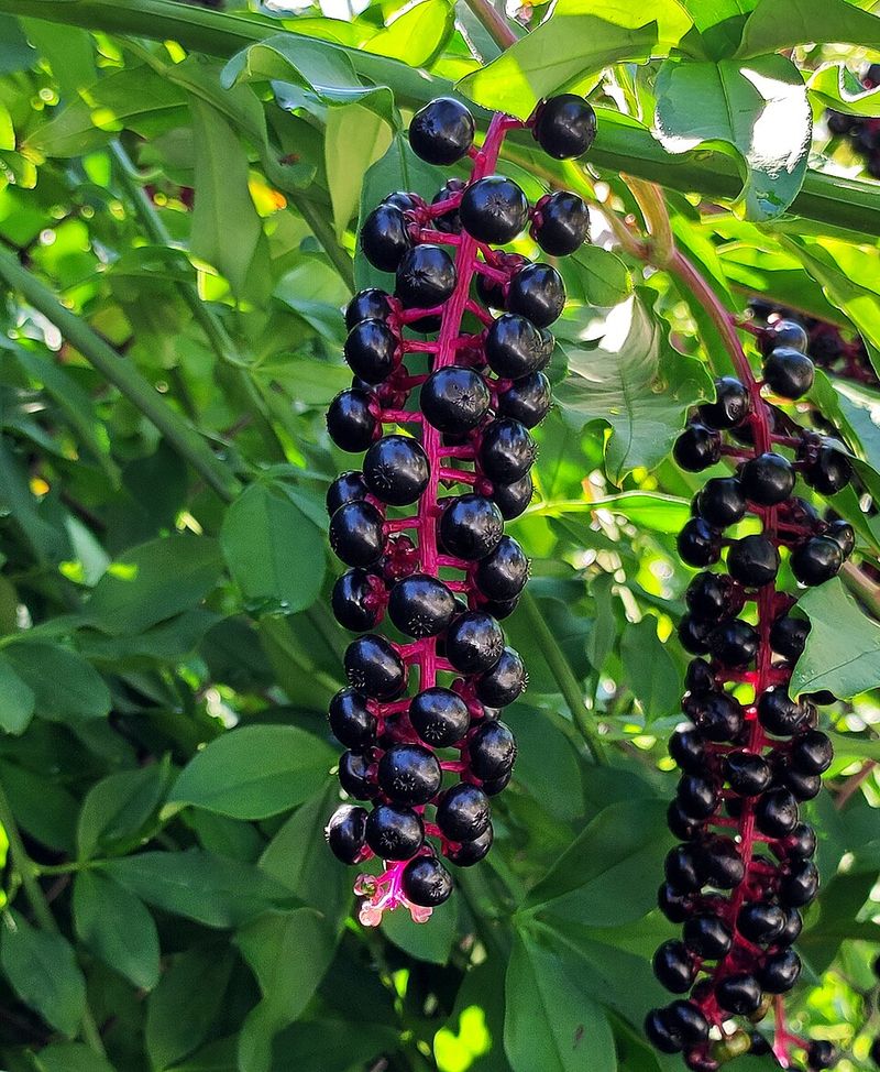 October Is Peak Season For Ripe Purple Clusters
