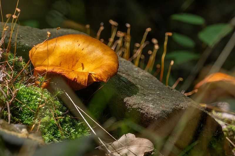 October Is Peak Season In The Garden State