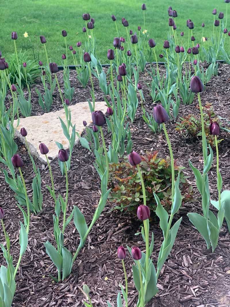 October Is Prime Time For Planting
