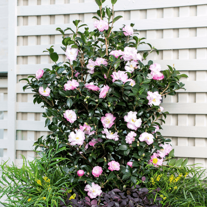 October Magic Orchid Camellia