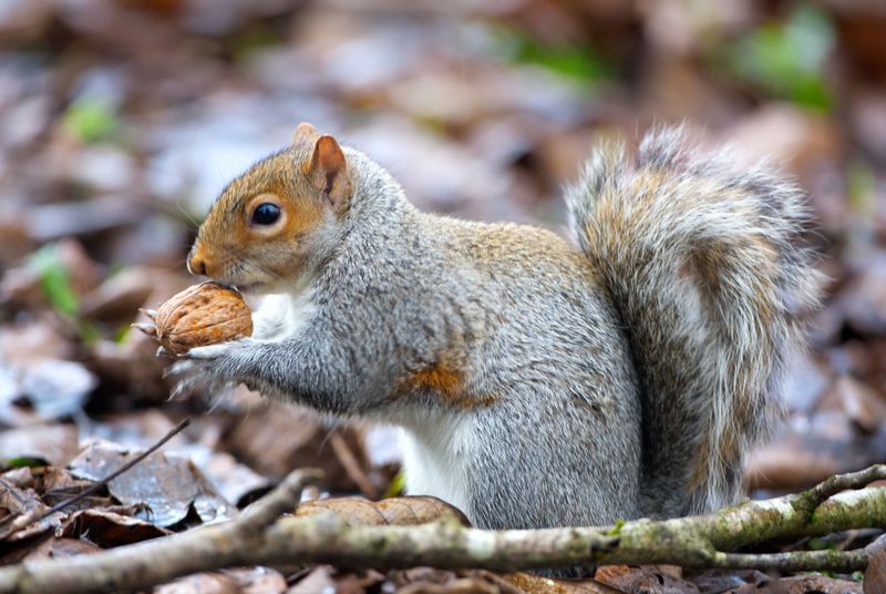 October Nut Drop In Alabama Woods