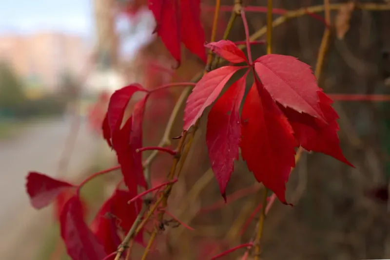 October Outings And Leaf Season Risks October Outings And Leaf Season Risks