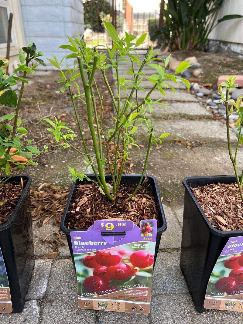 October Planting And The Head Start It Gives October Planting And The Head Start It Gives