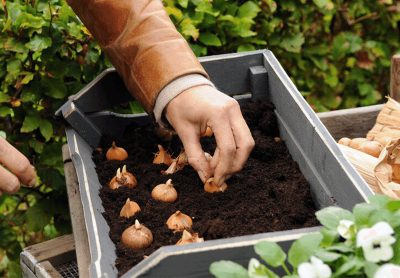 October Planting Gives Roots A Head Start