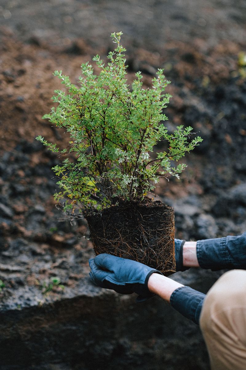 October Planting Grows Roots For Spring Success October Planting Grows Roots For Spring Success