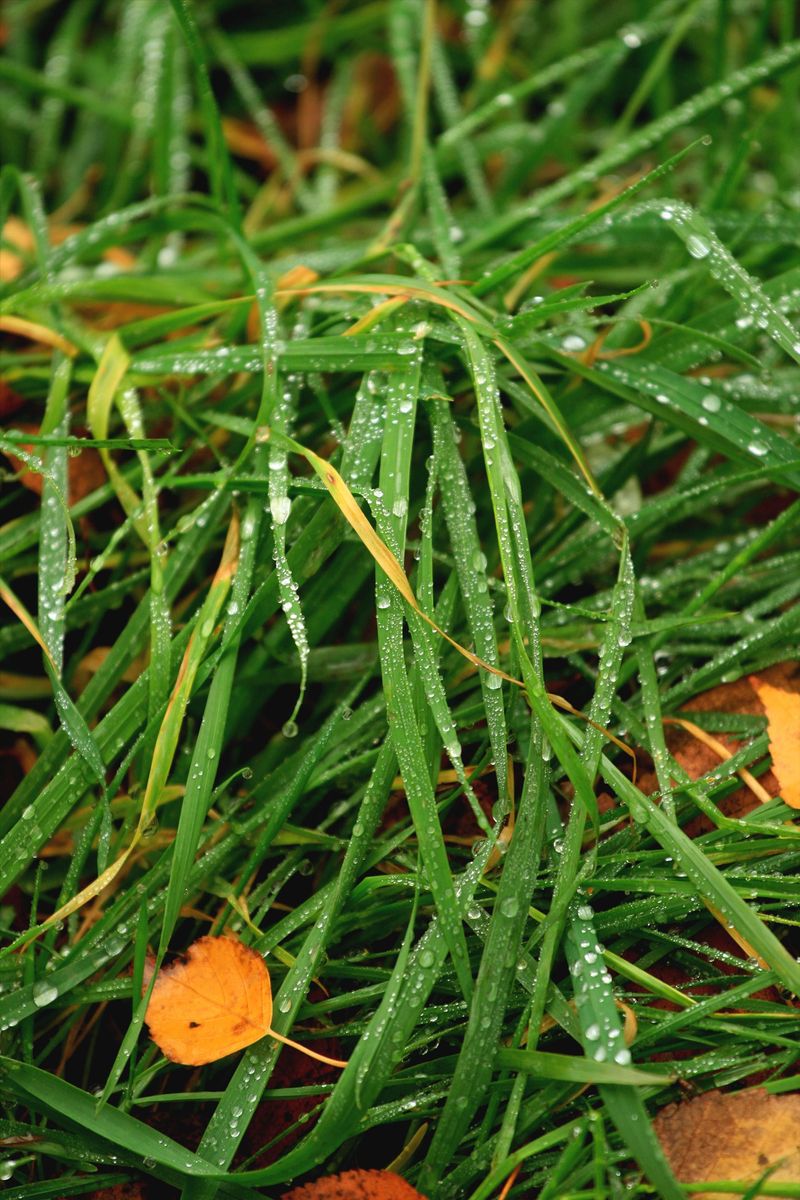 October Rain And Cool Nights As The Perfect Trigger