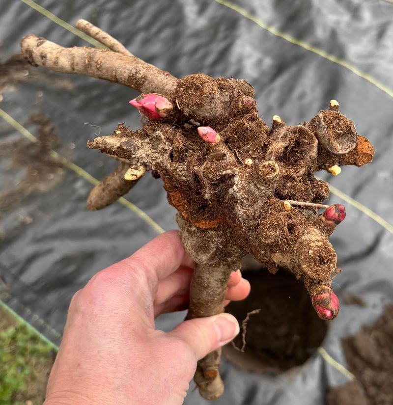 October Root Splits Fuel Bigger Spring Flowers