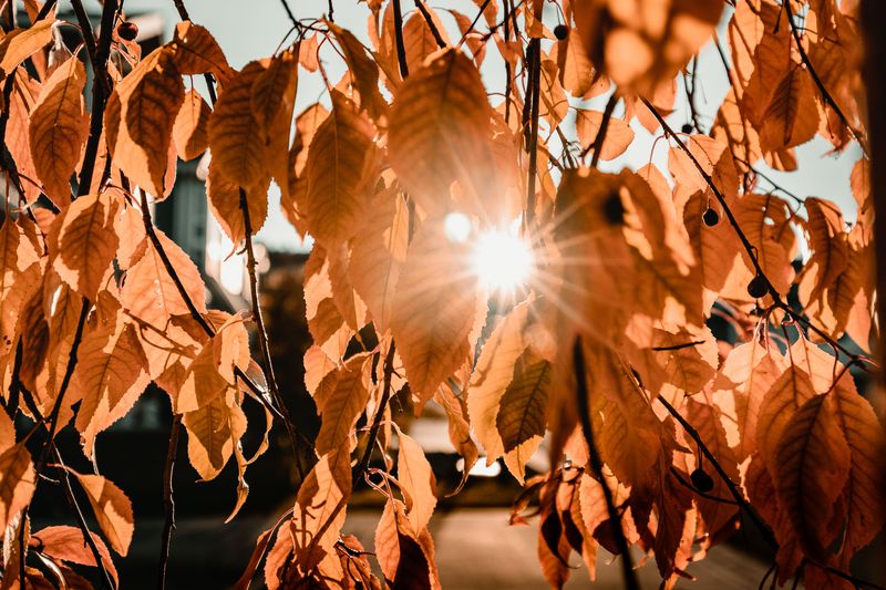 October Sunshine And The Big Fall Gathering October Sunshine And The Big Fall Gathering