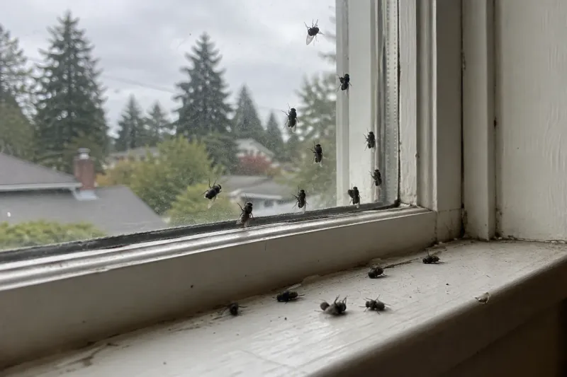 October Sunshine Pulls Them Out Of Your Walls