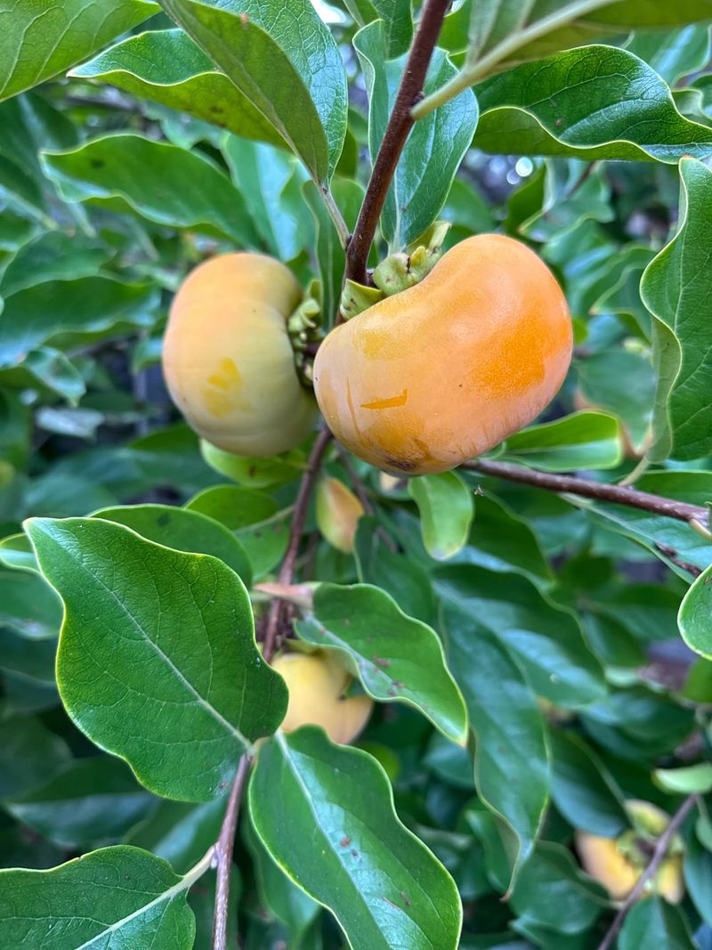 October Timing And The Best Ripeness Window