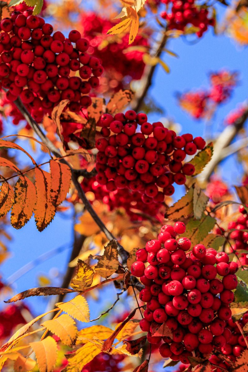 October Timing And The Big Berry Show