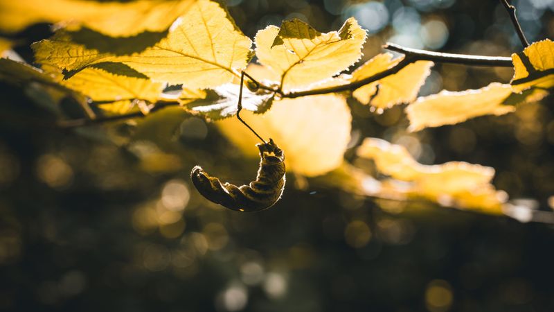 October Timing And The Insects Tucked Inside