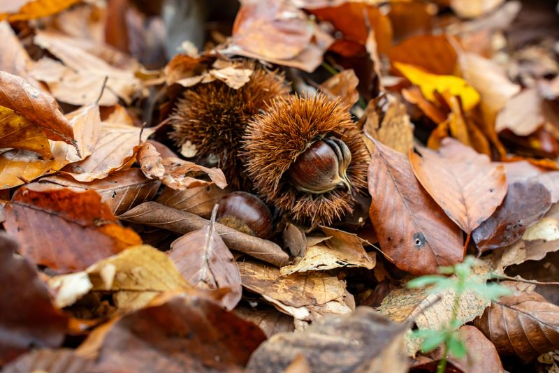 October Timing For Burs And Nuts