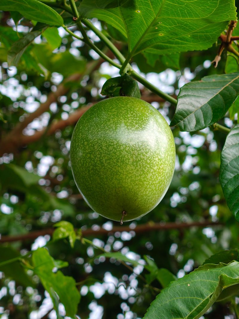October Timing For Picking A Ripe Maypop October Timing For Picking A Ripe Maypop