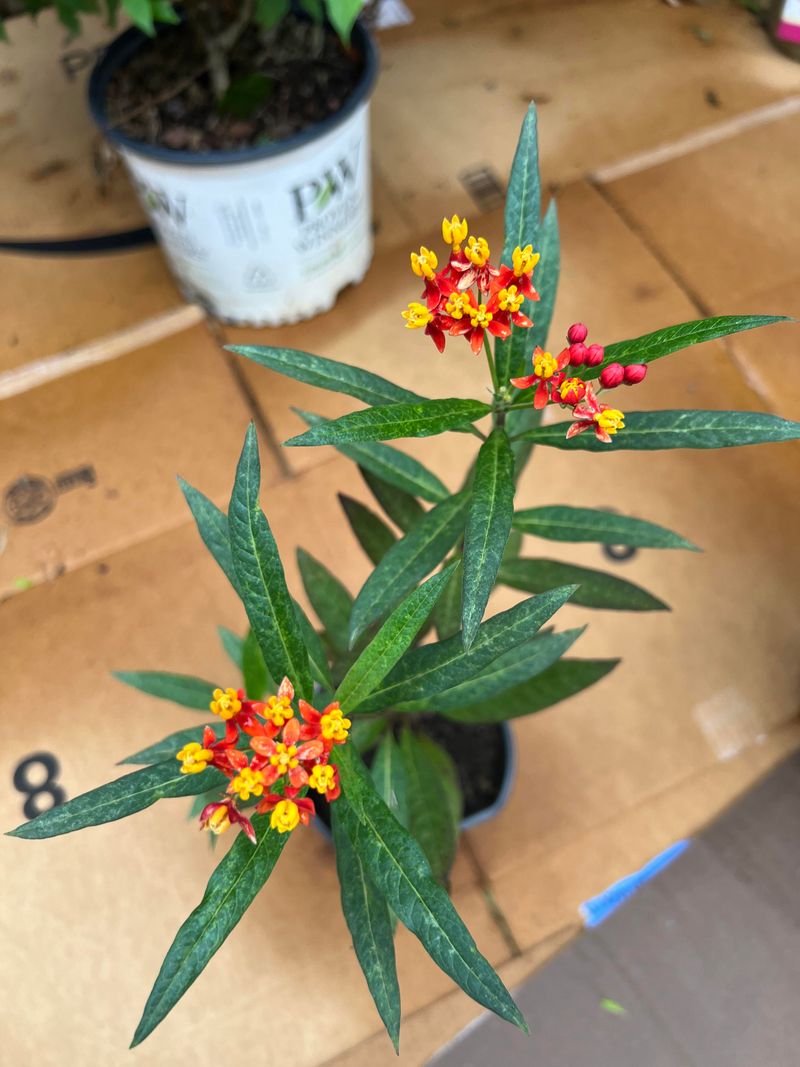 October Timing Matters In Alabama Gardens