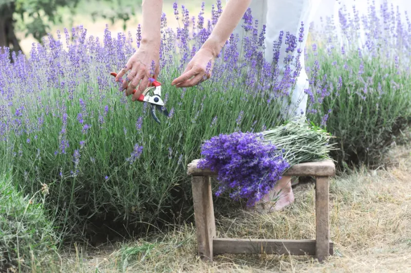 October Timing Matters More Than Most Gardeners Realize