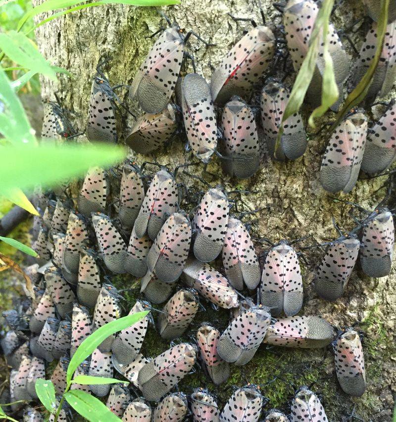 October Weather Triggers The Egg-Laying Rush October Weather Triggers The Egg-Laying Rush