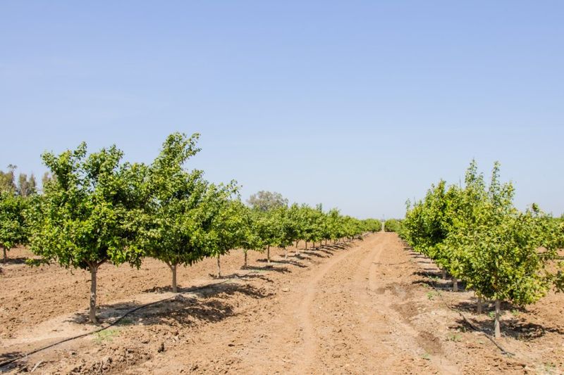 October care shifts toward irrigation