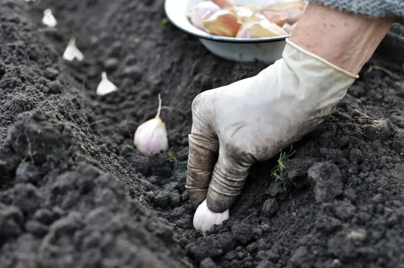 October planting can put low-desert garlic on a May timeline