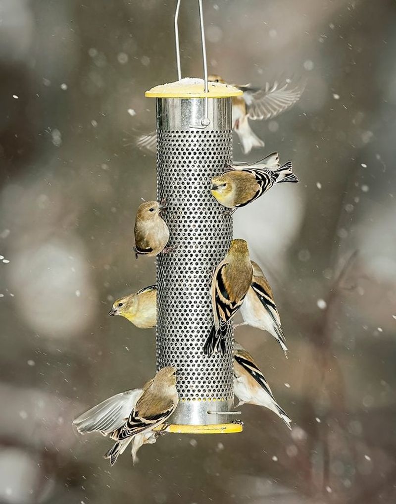 Offer Nyjer Or Other Seeds Jays Skip Offer Nyjer Or Other Seeds Jays Skip