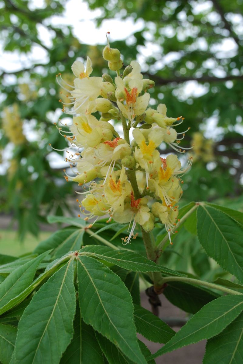 Ohio Buckeye