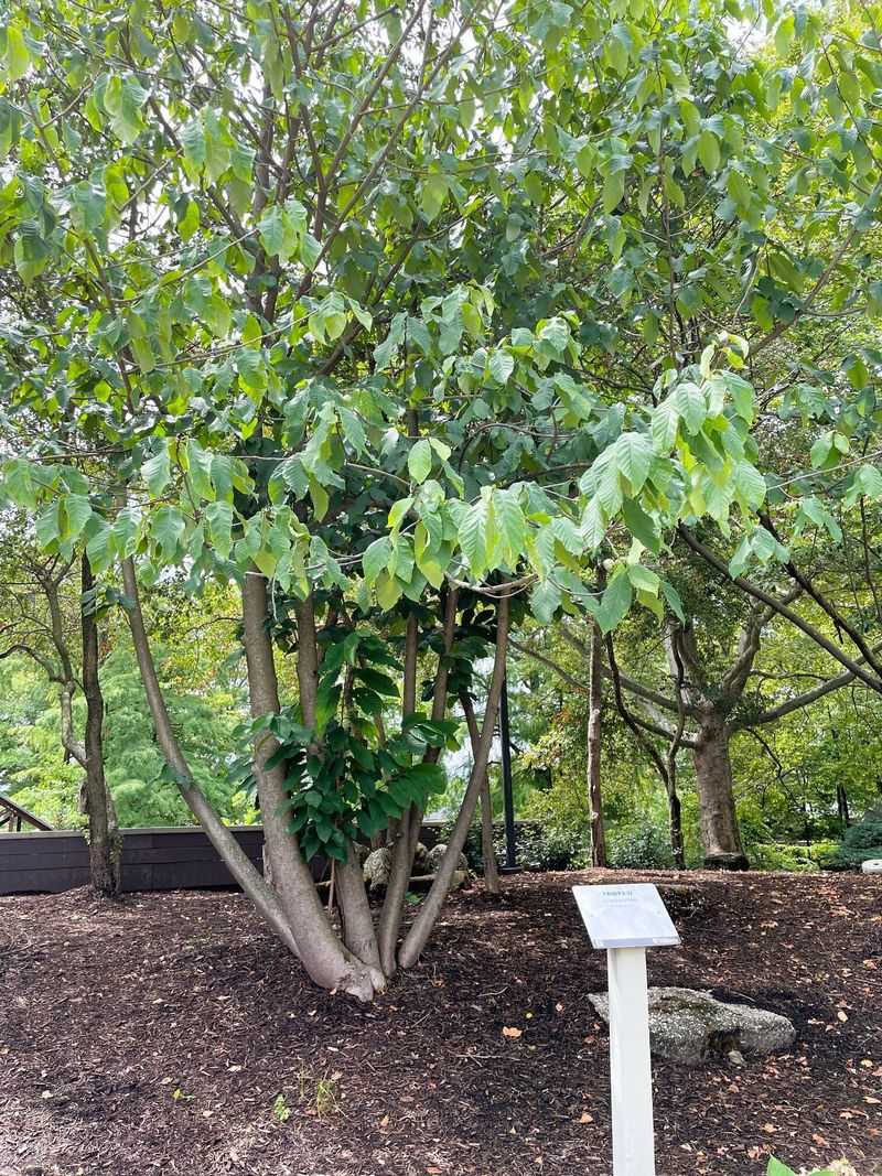 Ohio Doesn’t Make You Remove Invasive Trees You Already Have Ohio Doesn’t Make You Remove Invasive Trees You Already Have