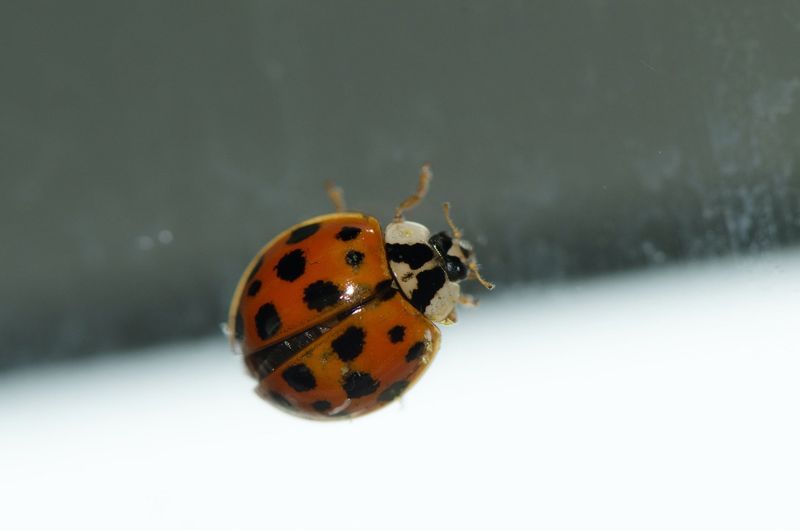 Ohio First Spotted The Swarms In October 1993 Ohio First Spotted The Swarms In October 1993
