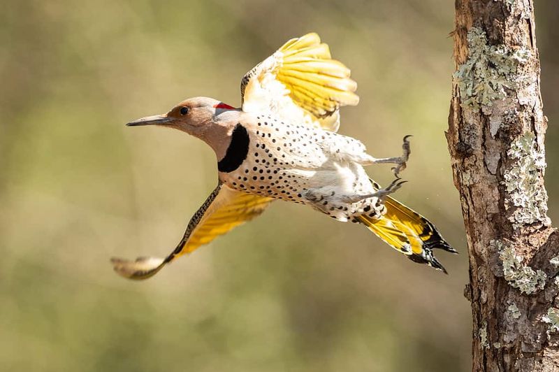 Ohio Flickers Flash Yellow Under The Wings Ohio Flickers Flash Yellow Under The Wings