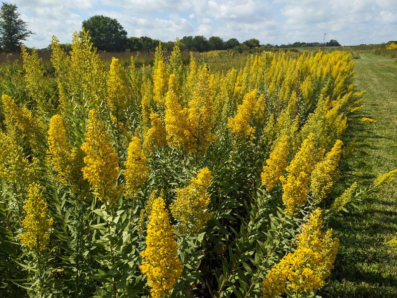 Ohio Goldenrod Lights Up Chilly Afternoons Ohio Goldenrod Lights Up Chilly Afternoons