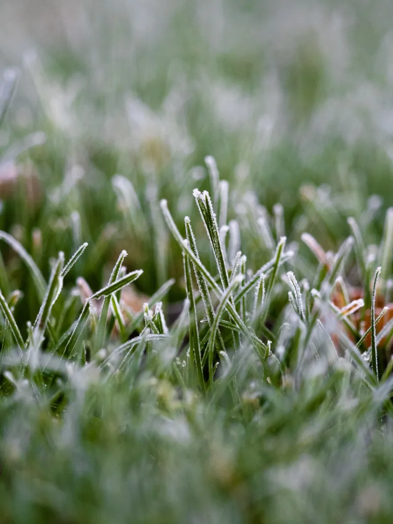 Ohio Grass Stores Energy Before Winter