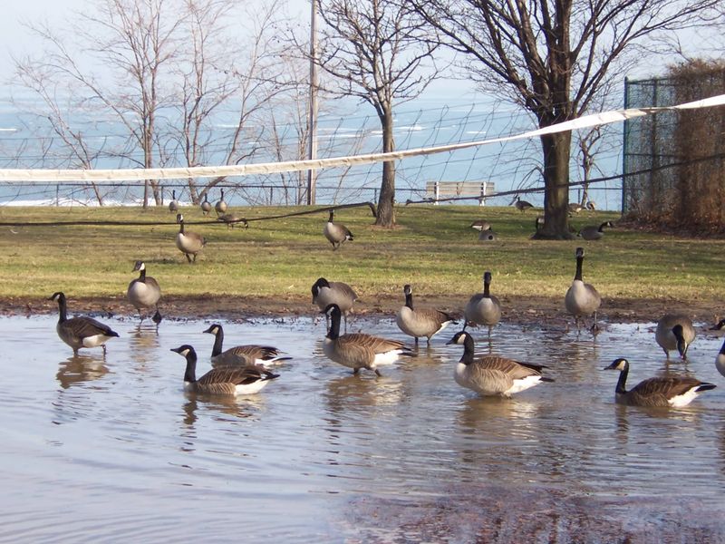 Ohio Has A Large Population Of Resident Geese Ohio Has A Large Population Of Resident Geese