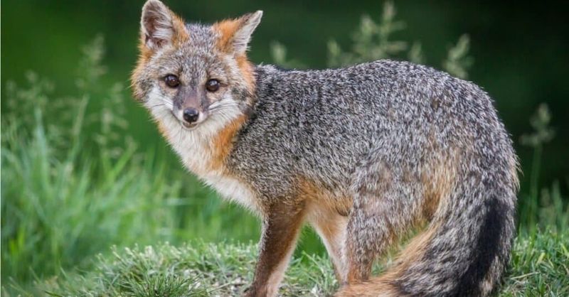Ohio Is Home To Two Fox Species Ohio Is Home To Two Fox Species