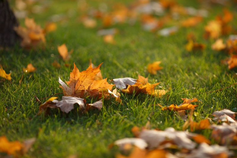 Ohio Lawns Often Keep Growing Into November