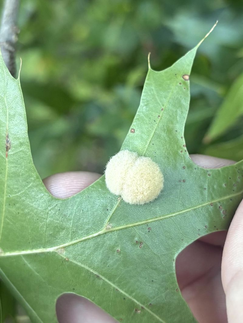 Ohio Oaks Host Many Different Kinds Of Galls
