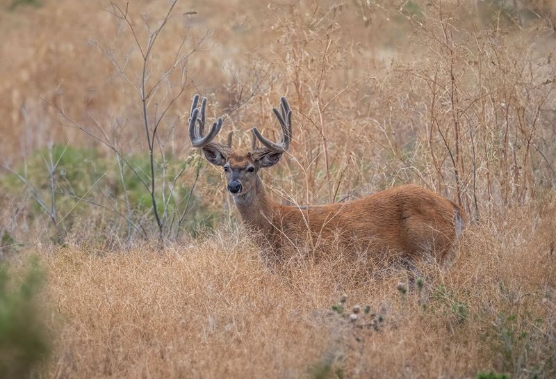Ohio Rut Season Puts Bucks On The Move