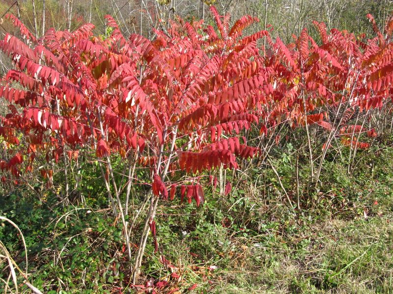 Ohio Sumac Puts On A Fiery Fall Show Ohio Sumac Puts On A Fiery Fall Show