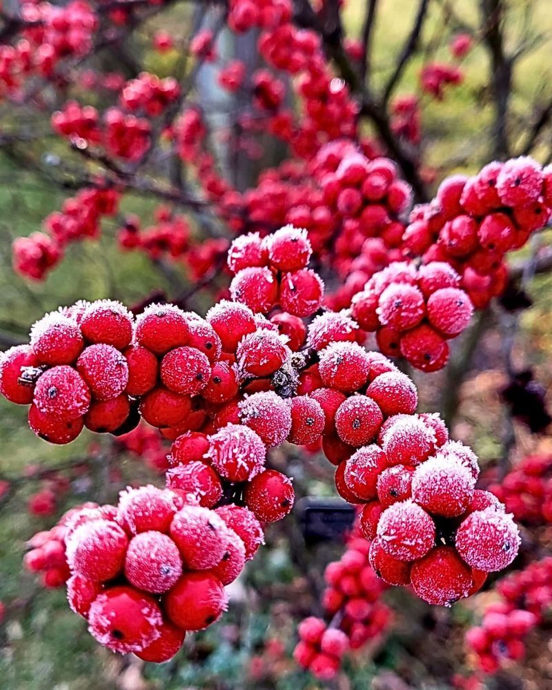 Ohio Winterberry Holly Delivers Bright Red Berries Ohio Winterberry Holly Delivers Bright Red Berries
