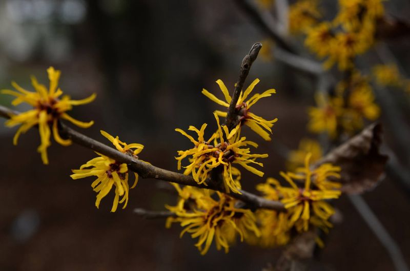 Ohio Witch Hazel Blooms When Everything Else Rests Ohio Witch Hazel Blooms When Everything Else Rests