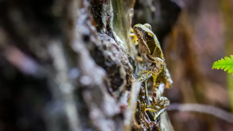 Ohio Wood Frogs Can Handle Temperatures In The Mid-20s
