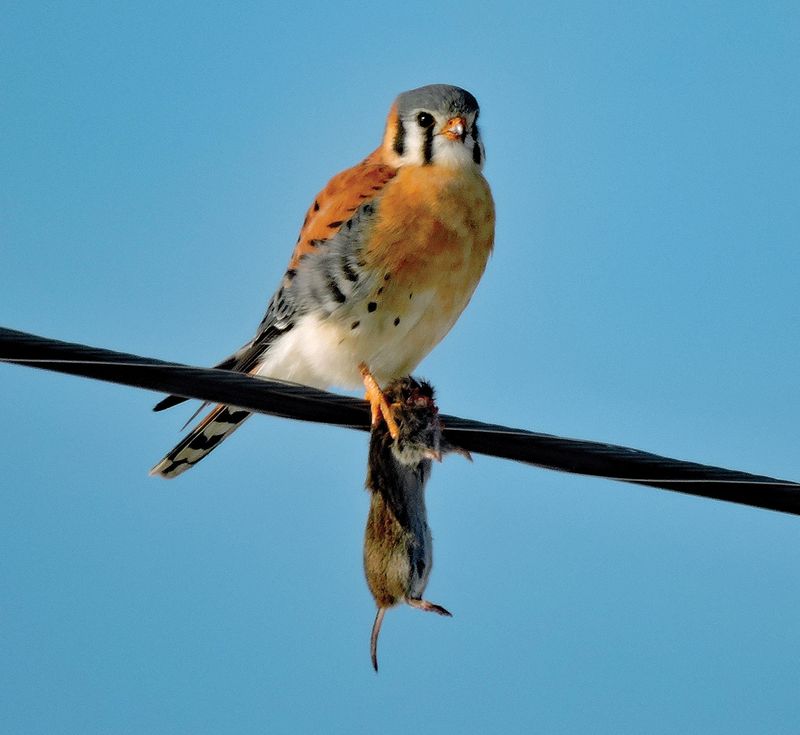 Ohio’s Kestrels Are Declining Too