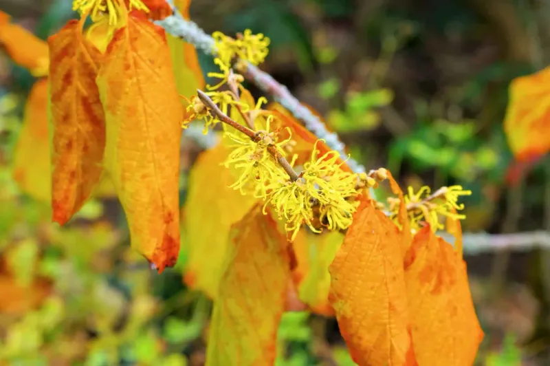 Ohio’s Native Witch Hazel Blooms In Late Fall
