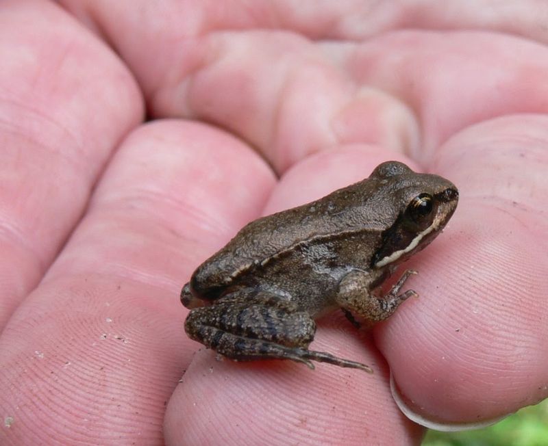 Ohio’s Wood Frog Is The Best-Studied Of Them