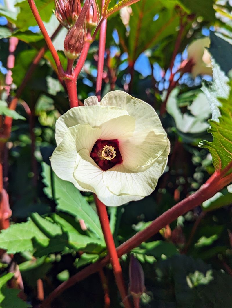 Okra Flowers Fade Fast When Water And Food Run Low