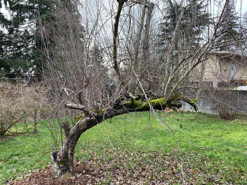 Old Apple And Pear Trees Hint At A Former Home Site Old Apple And Pear Trees Hint At A Former Home Site
