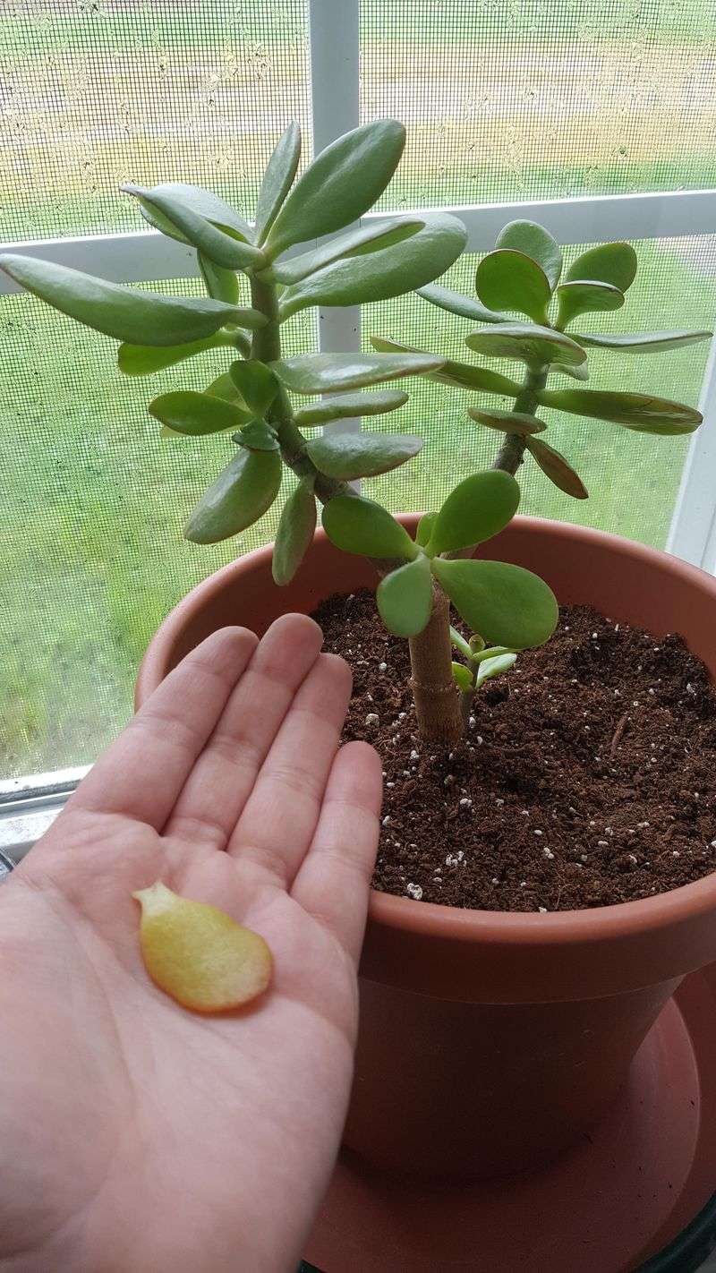 Old Inner Leaves Drop Naturally Old Inner Leaves Drop Naturally
