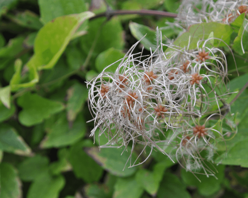 Old Man's Beard, The Drought-Tough Charmer Of West Texas